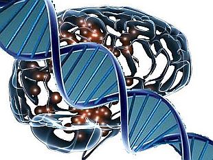 Brain and DNA