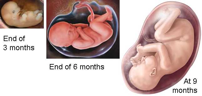 Ferus at end of each trimester